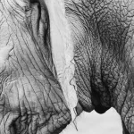 ｢プロテオグリカン｣と｢セラミド｣の効果とは